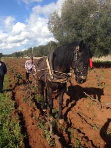 Wine -and-horses-Bruno-Gianfranco-Fino-vineyards