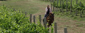 Wine-and-horses-Drei-Donà