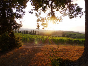 Sangiovese-For-Chianti-Superiore-Fattoria del Colle