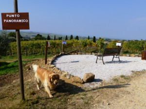 Fattoria del Colle Trequanda Punto panoramico