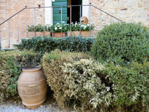 siepe-centenaria-bruciata-dal-sole