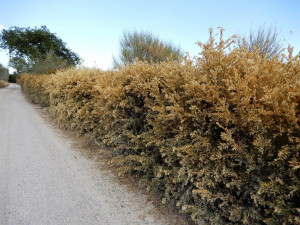 siepe-centenaria-bruciata-dal-sole