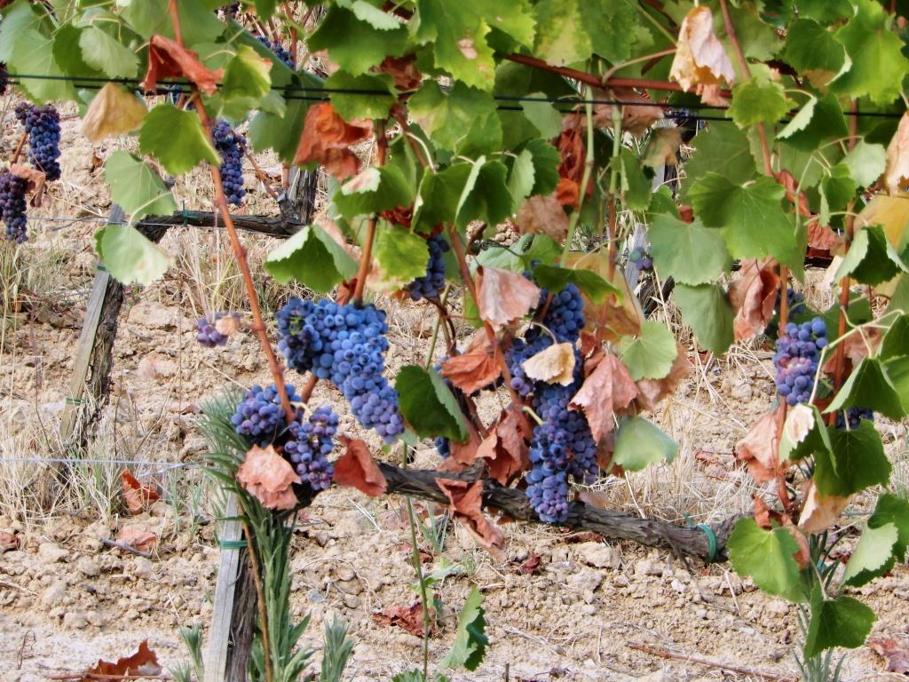 nella-vigna-di-Sangiovese-lato-al-sole