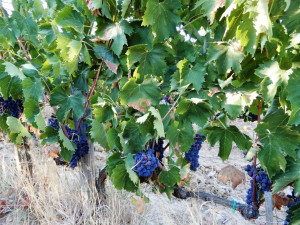 In-vigna-a-Montalcino-2017-sangiovese-lato-a-nord