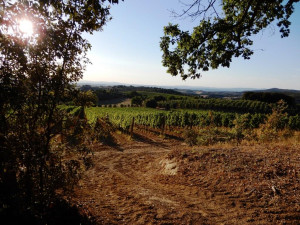 agosto-2017-nella-vigna-dopo-il-grande-caldo