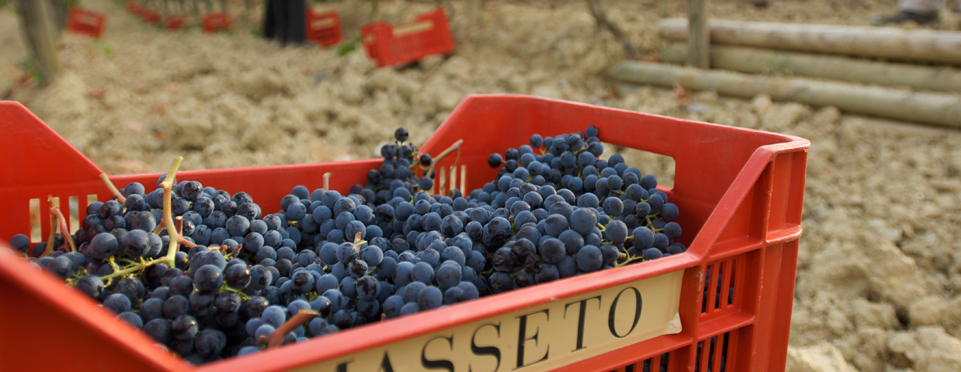 Merlot-più-cari-del-mondo-Masseto