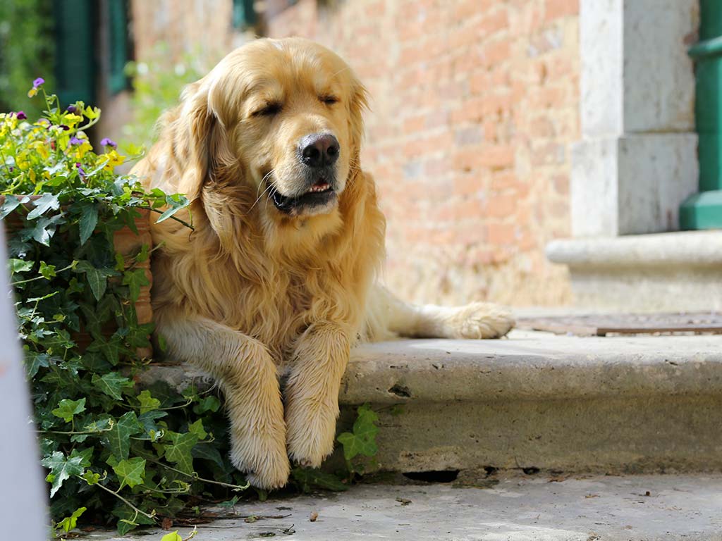 wine-dog-Felix-cantine-di-Donatella-Cinelli-Colombini-in-Toscana