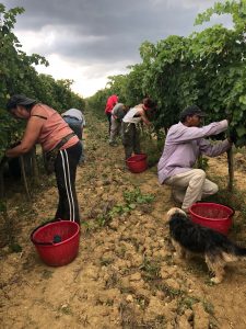 Vendemmia-Fattoria-del-Colle-17-settembre-2018-Fattoria-del-Colle