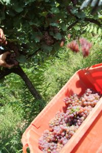 2018-vendemmia-traminer-Fattoria-del-Colle-