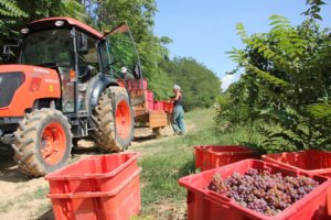 2018-vendemmia-traminer-Fattoria-del-Colle