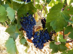 Rosso-di-Montalcino-2017-sangiovese-vendemmia