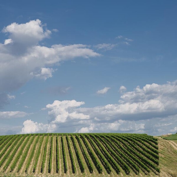 vendemmia appuntamenti
