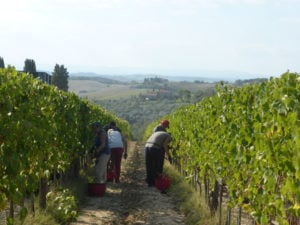 Conegliano-Valdobbiadene
