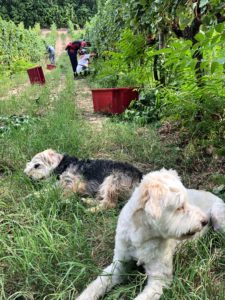 Vendemmia-2019-Fattoria-del-Colle-vigneto-Traminer-biologico