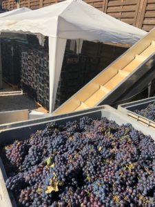 Vendemmia-2019-uva-per-lo-spumante e cassette di uva-in-appassimento-per-il passito