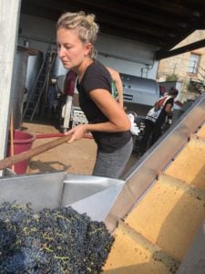 Vendemmia-2019-L'enologa-Sabrina-con-l'uva-di-Merlot-della-Fattoria-del-Colle