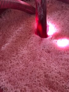 Sangiovese 2019 vendemmia dopo 4 giorni