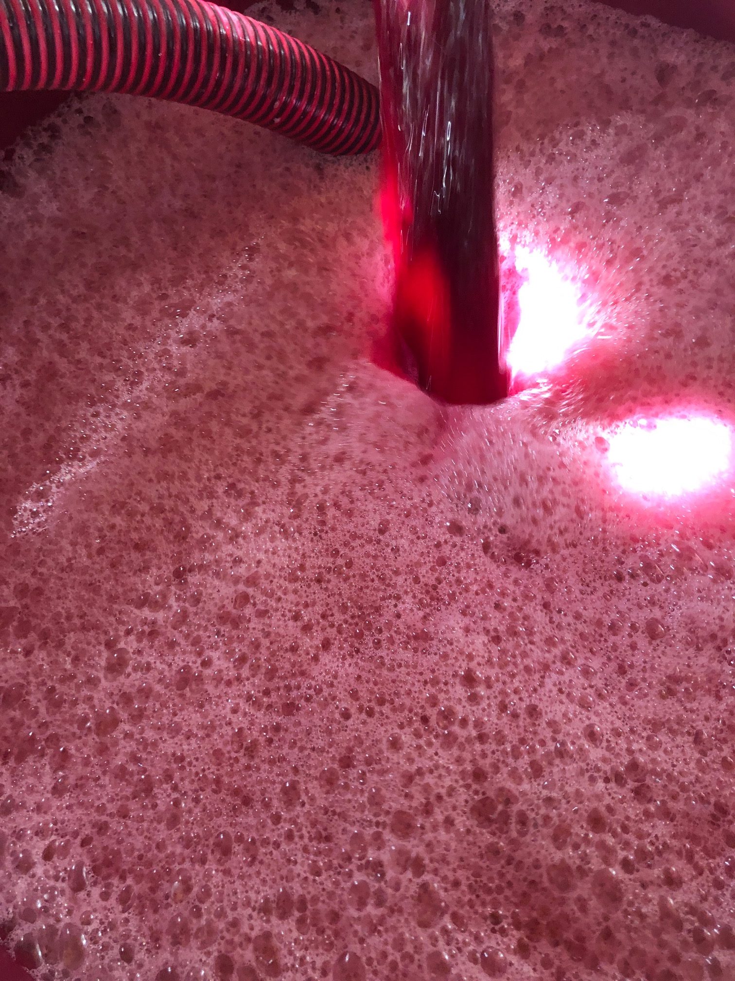 Sangiovese 2019 vendemmia dopo 4 giorni