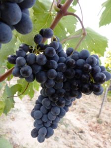 Sangiovese-perfetto-vendemmia-2013