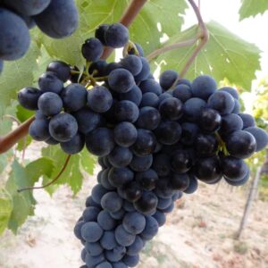 Sangiovese-perfetto-vendemmia-2013