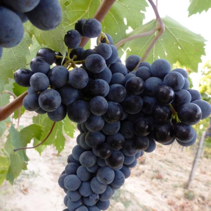 Sangiovese-perfetto-vendemmia-2013