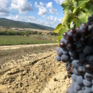 2019-vendemmia -Brunello-Casato-Prime-Donne