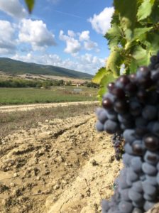 2019-vendemmia -Brunello-Casato-Prime-Donne