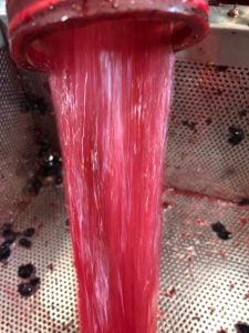 Vendemmia-2019-Sangiovese -con-due-giorni-di-vinificazione