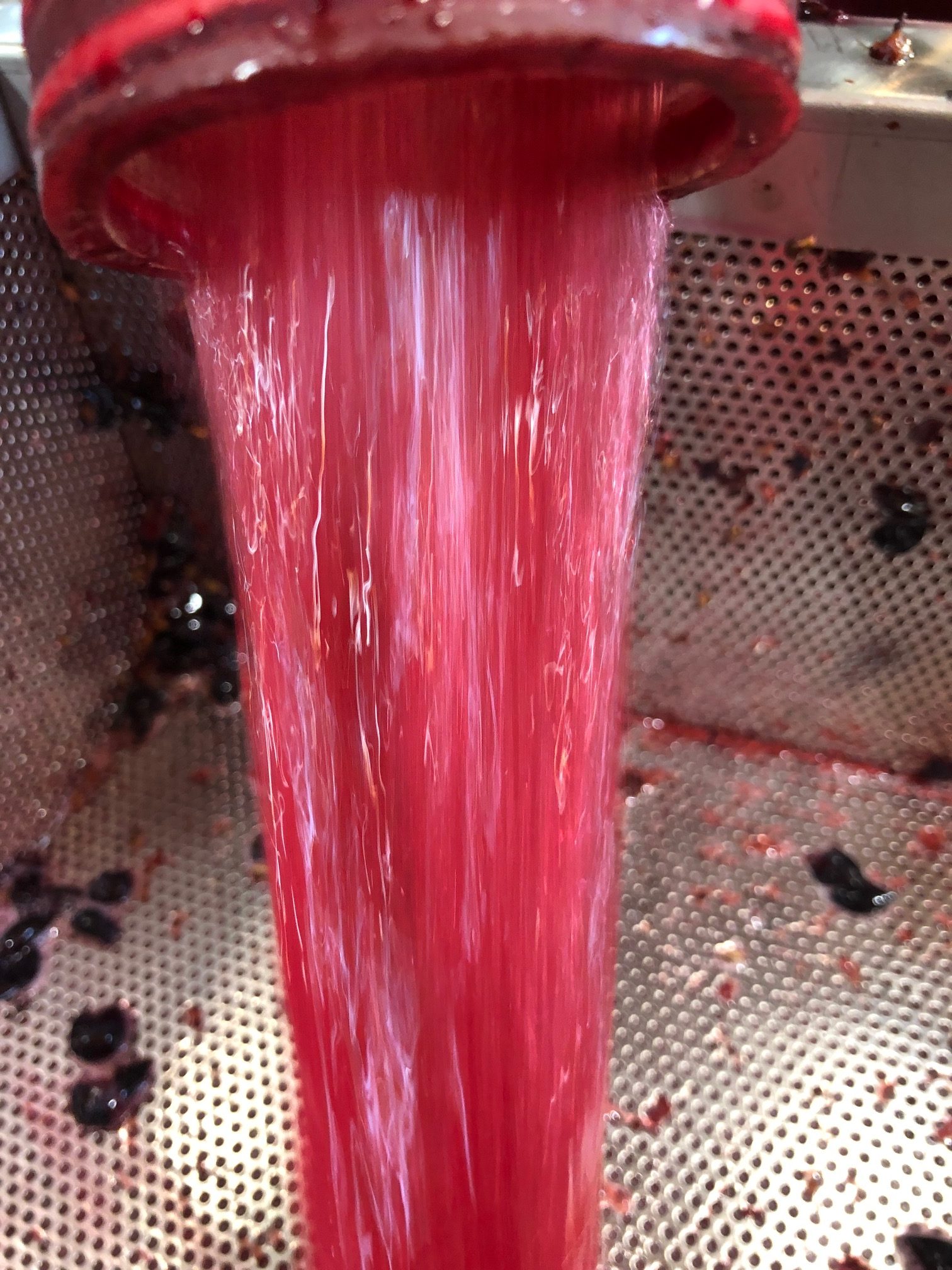 Vendemmia-2019-Sangiovese -con-due-giorni-di-vinificazione