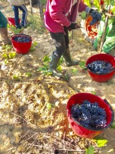 Vendemmia-2019-Sangiovese-Fattoria-del-Colle