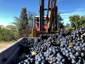 Vendemmia-2019-Fattoria-del-Colle-cantina-con-staff-di-sole-donne