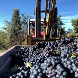 Vendemmia-2019-Fattoria-del-Colle-cantina-con-staff-di-sole-donne