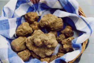 tartufo bianco- delle-crete-senesi