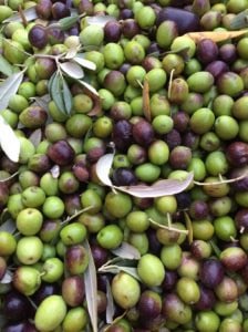 olive-Fattoria-del-Colle-Trequanda