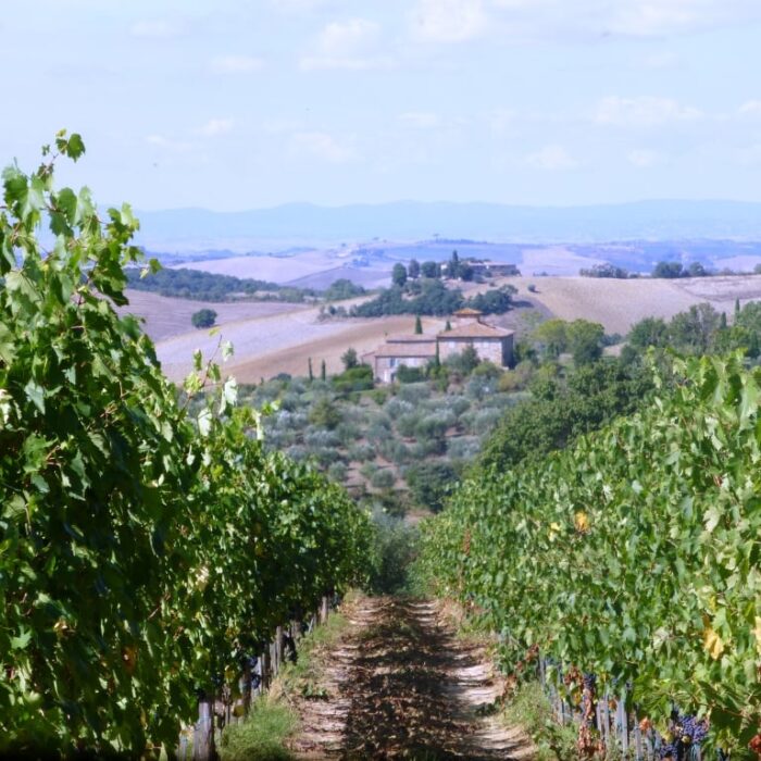 Sangiovese vendemmia 2013 Fattoria del Colle