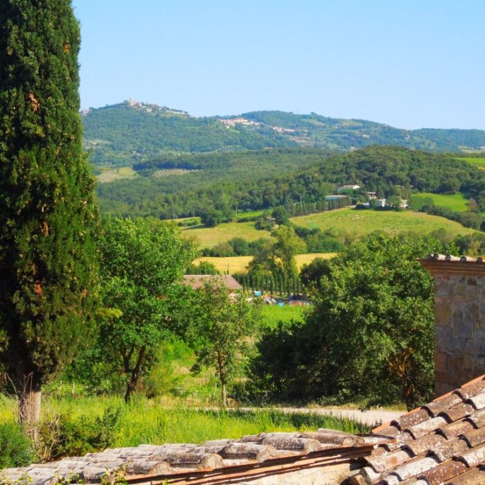 Sangiovese  a Montalcino veduta dal Casato Prime Donne