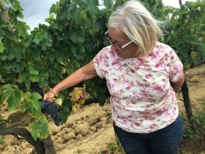 Sangiovese Vendemmia 2018 Montalcino