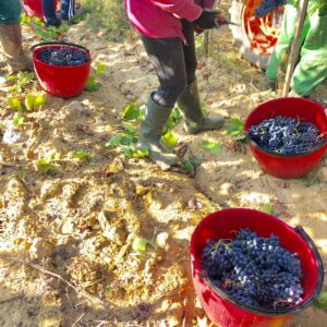 Montalcino vendemmia sangiovese Casato Prime Donne