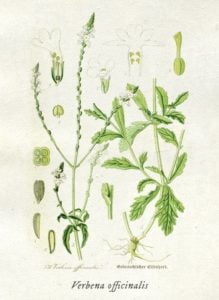 Verbena, Piazza del Campo, Siena