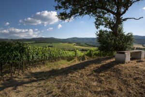 Montalcino-Brunello-CasatoPrimeDonne