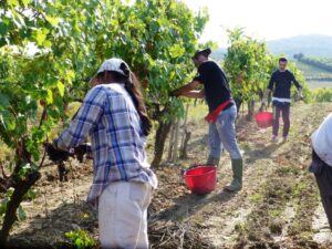 Brunello Montalcino vendemmia 2013 Casato Prime Donne