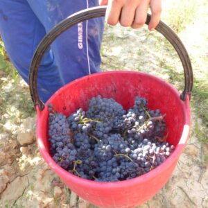 Montalcino vendemmia Brunello Prime Donne 2016