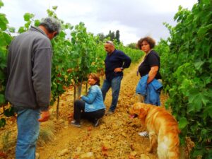 Vigna di-Foglia-Tonda-sopralluogo-di-valerie-Lavigne-in-primavera