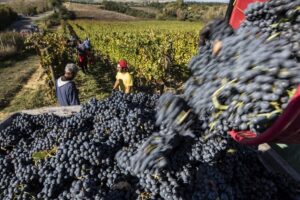 vendemmia-experience-Fattoria-del-Colle-Toscana