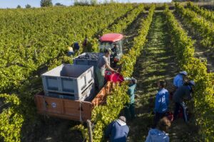 vendemmia-experience-Fattoria-del-Colle-Toscana