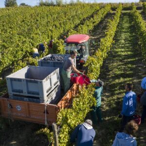 vendemmia-experience-Fattoria-del-Colle-Toscana