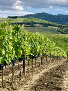 Montalcino-opportunità-e-problematiche-della-zonazione