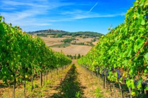 Orcia-Doc- Brindisi-con-vista-vigna-Pienza