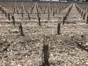 Bordeaux vigneto marzo 2018