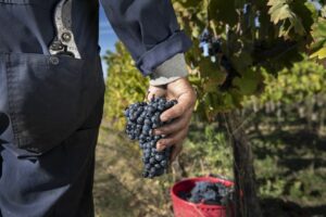 Vendemmia-experience-alla-Fattoria-del-Colle-Toscana